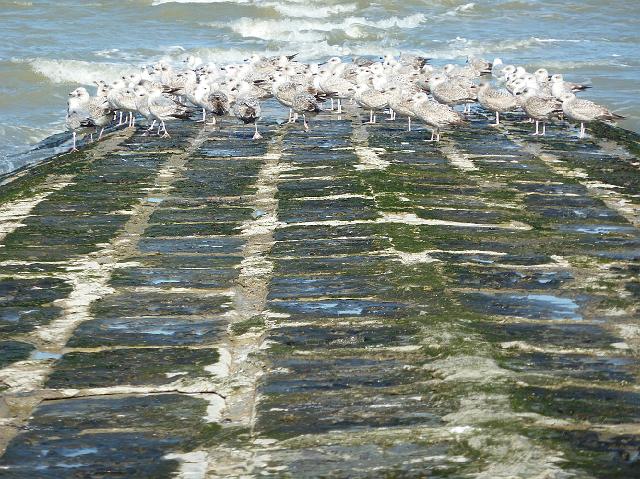 46-westende 1.jpg - Wandelen van Middelkerke naar Nieuwpoort.